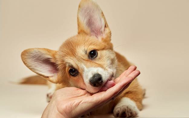 Dogs are highly motivated by food 