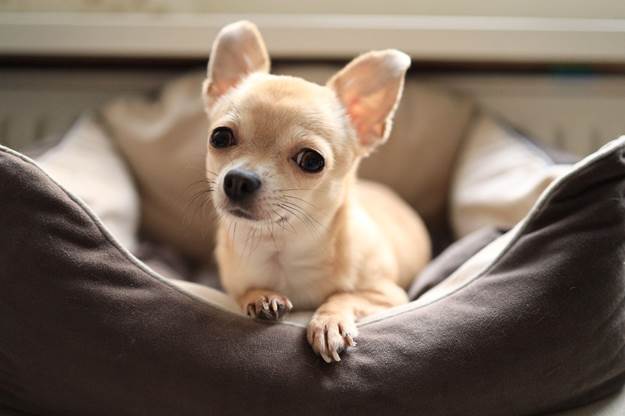 Which Dog Breeds Are the Hardest to Potty Train