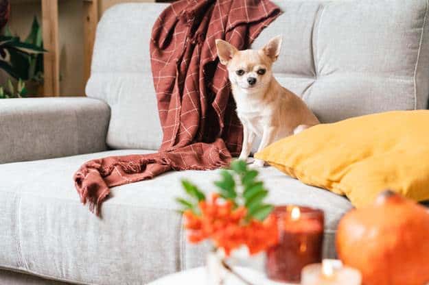 chihuahuas