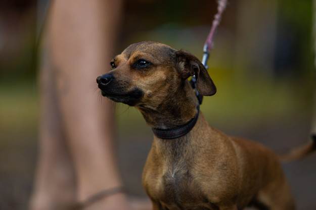 Dog collars