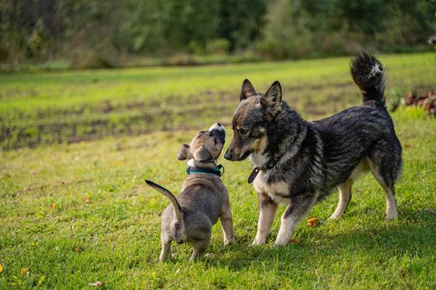 puppy gets integrated into the family