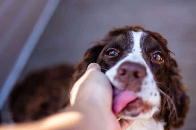 dog is licking
