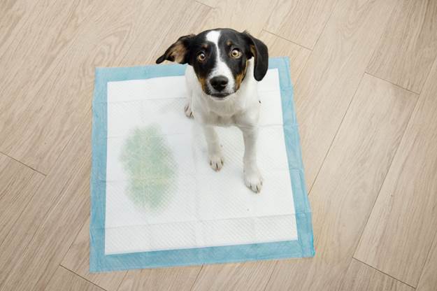 How to Help Your Dog Succeed at Potty Training