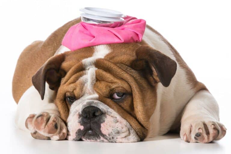 Your Dog Sounds Congested When Breathing