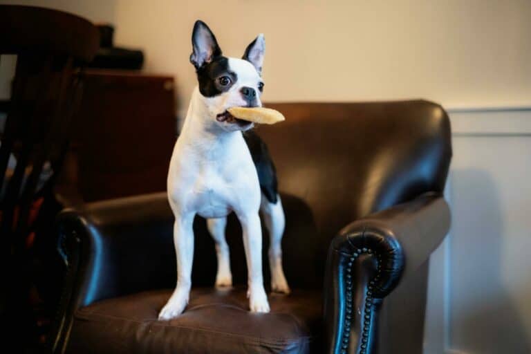 Best Yak Chews