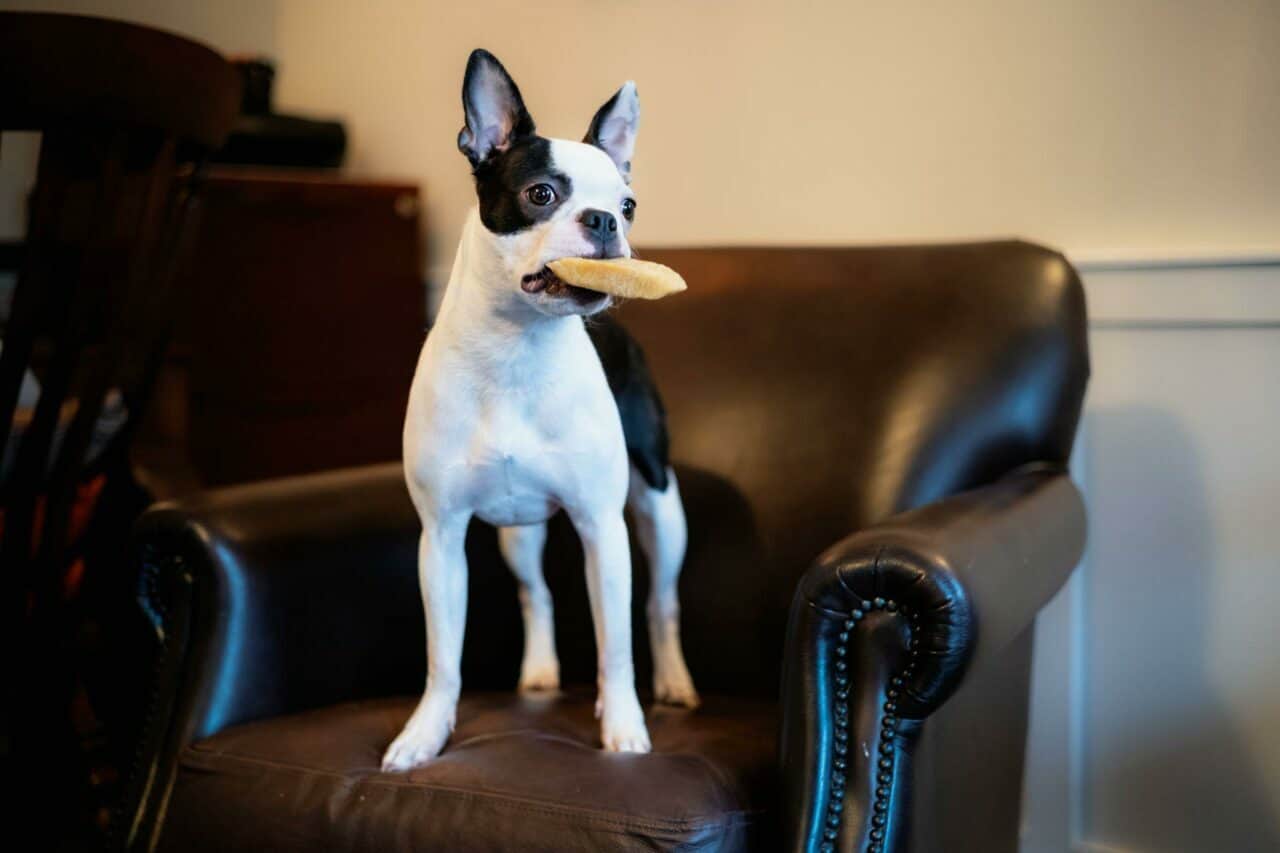 Best Yak Chews