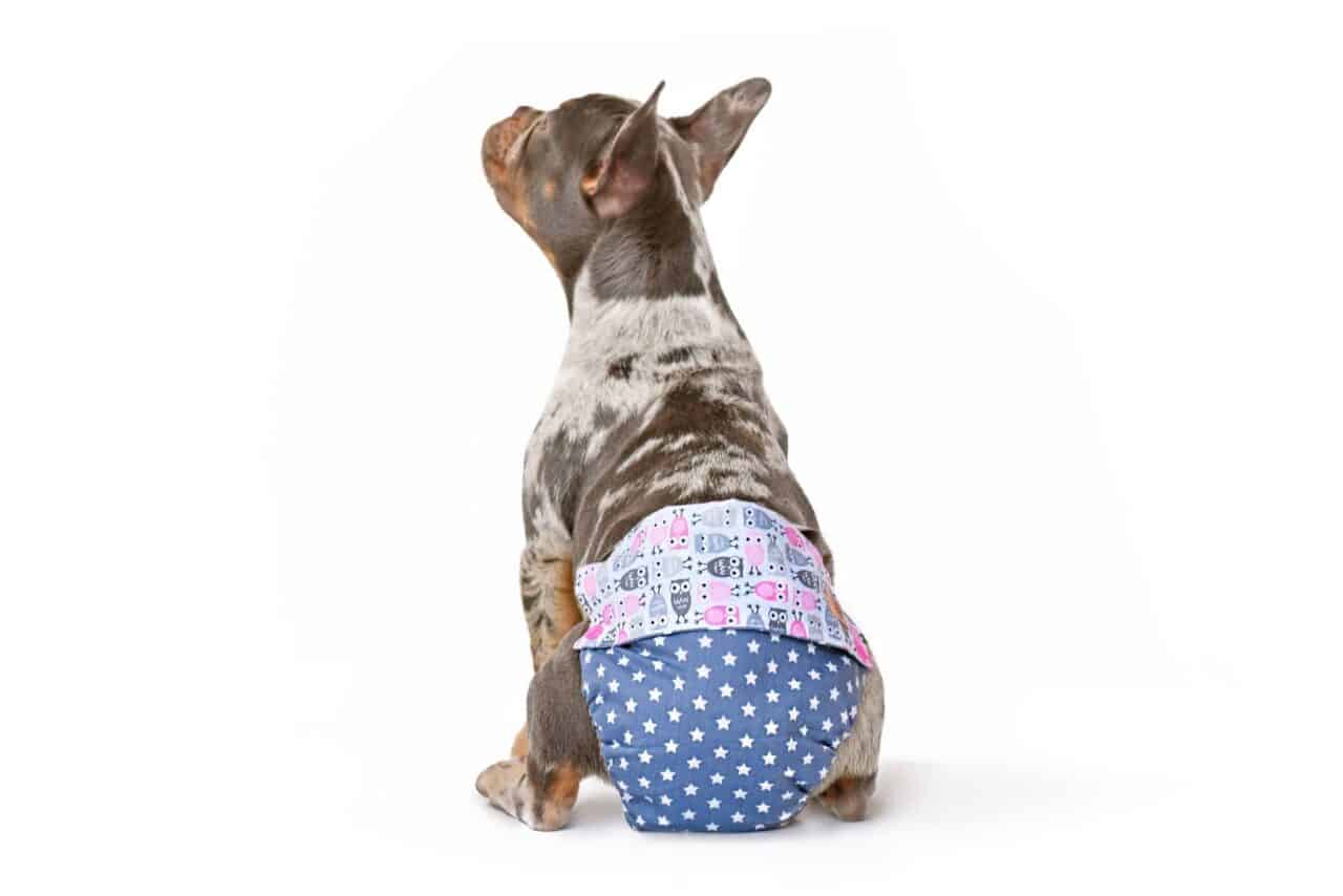 How to Keep the House Clean When a Dog is in Heat