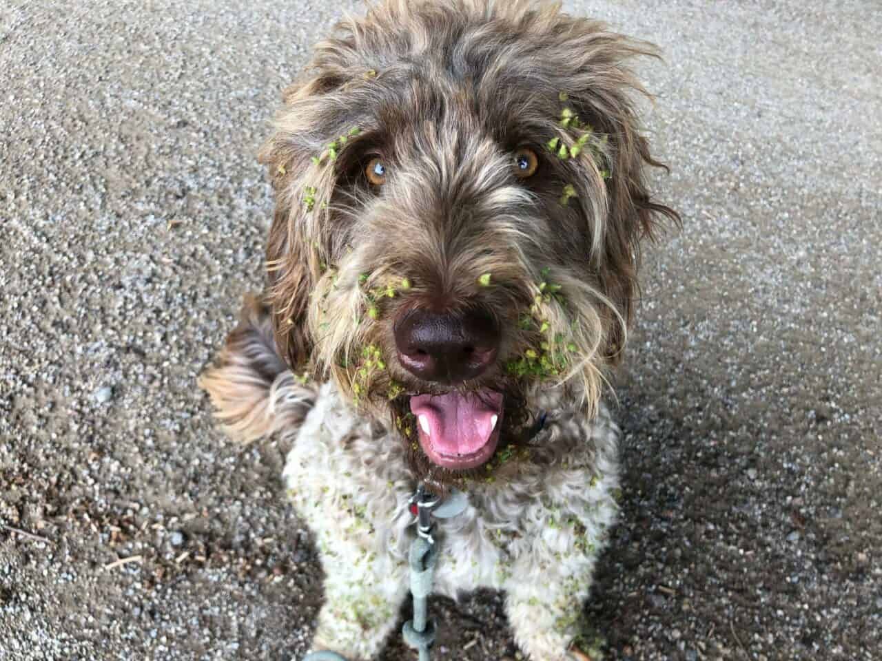 How to Get Burrs Out of Dog Fur