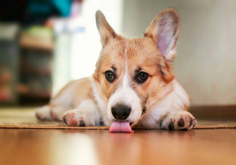Why is My Dog Licking the Floor