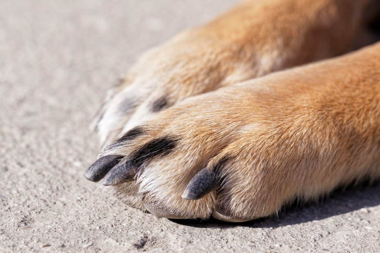 Why Does My Dog Chew His Nails