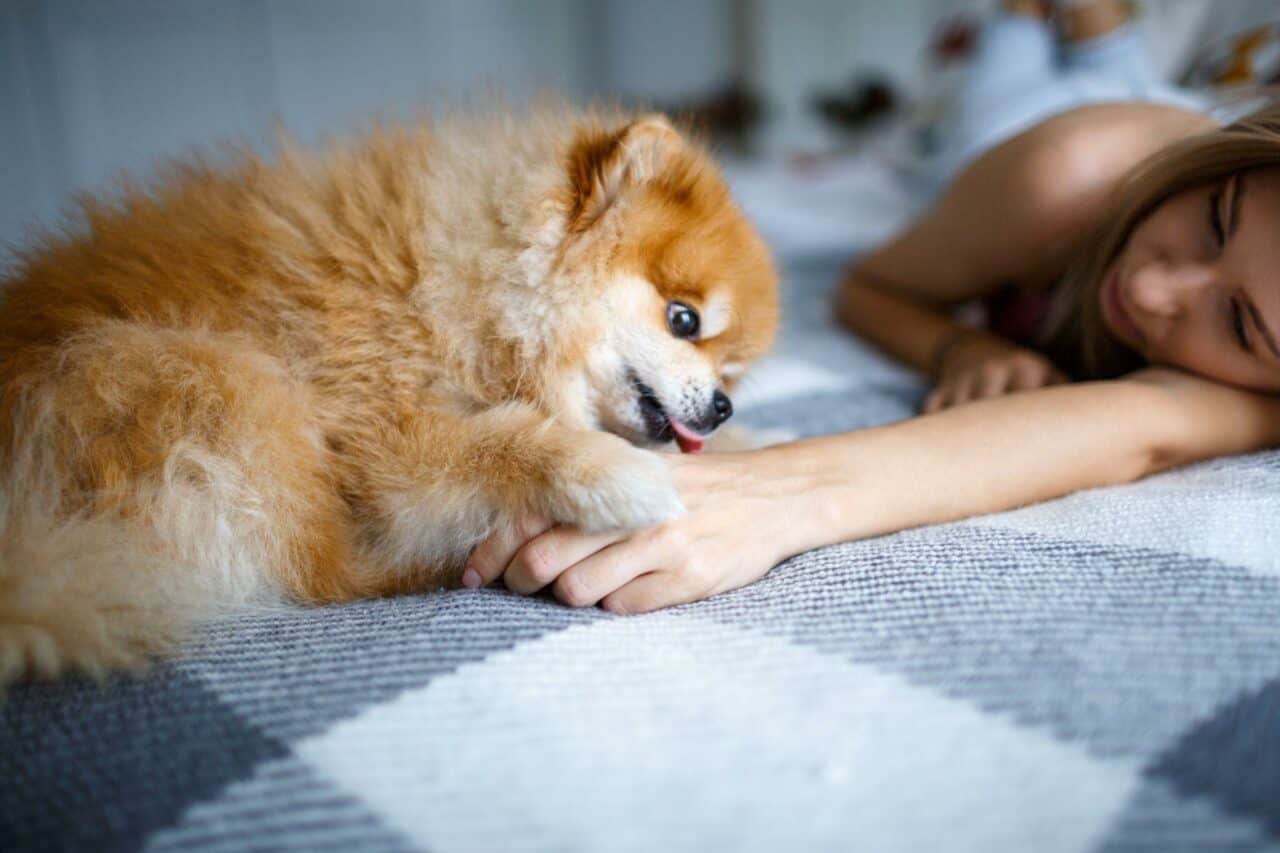 Dog Lick My Wounds