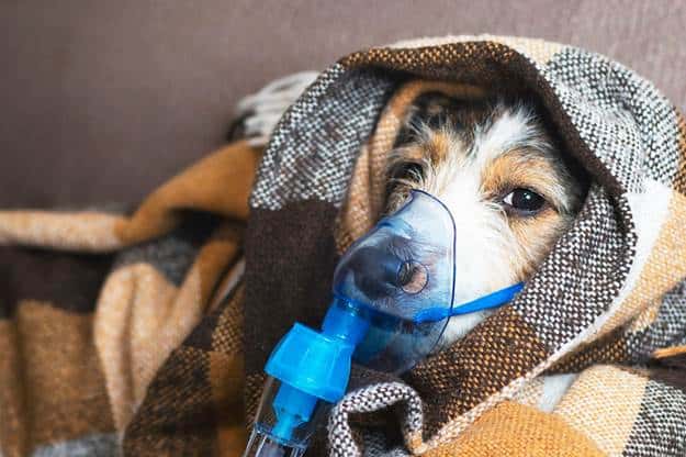 Dog Sounds Congested When Breathing