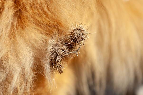 Burrs in Dog Fur