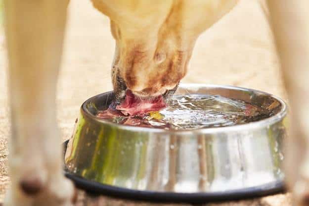 Dog is Throwing Up After Drinking Water