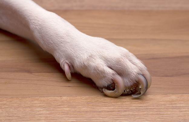 Dog’s Nails