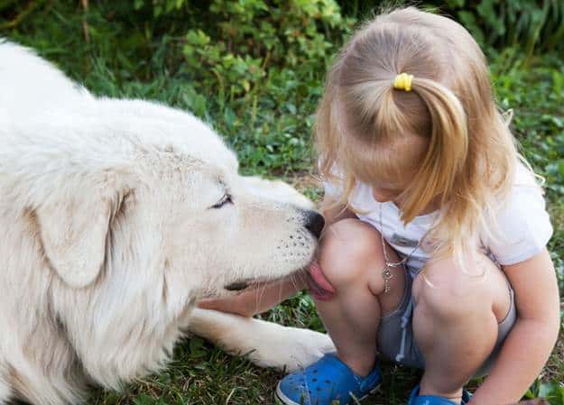Is Dog Saliva Healing
