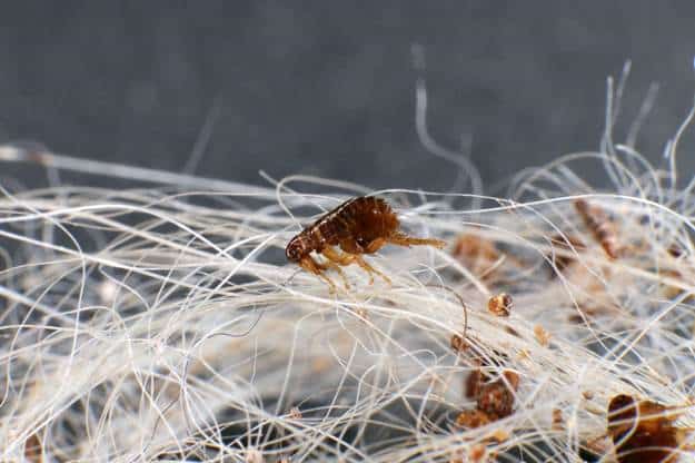 What Does a Flea Look Like