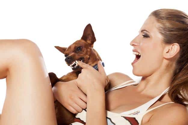 Dog Nipping At Visitors