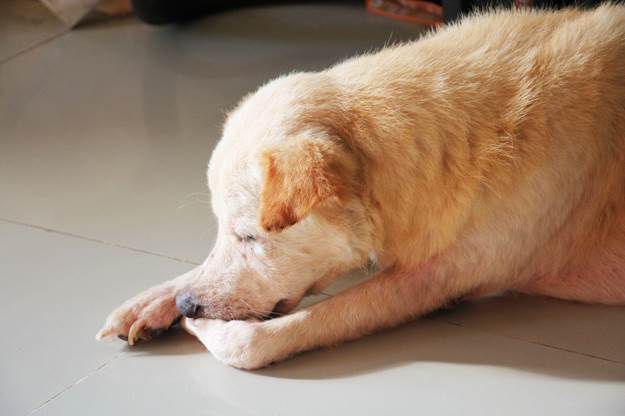 Dog Fleas