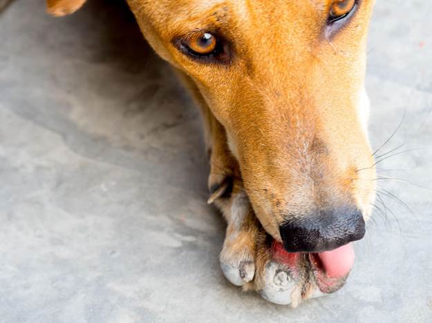 My Dog Lick Their Own Wounds