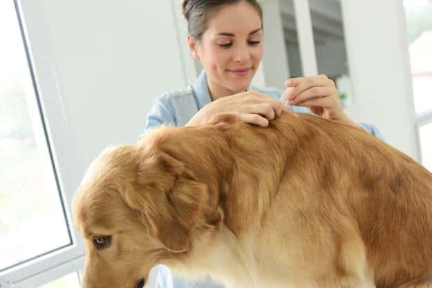 How to Inspect Your Dog For Fleas