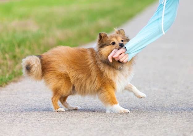 How Do You Stop Your Dog From Nipping at Guests