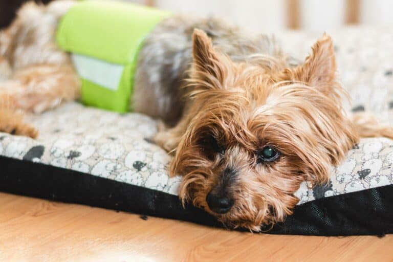 How To Stop Your Dog From Peeing In His Bed