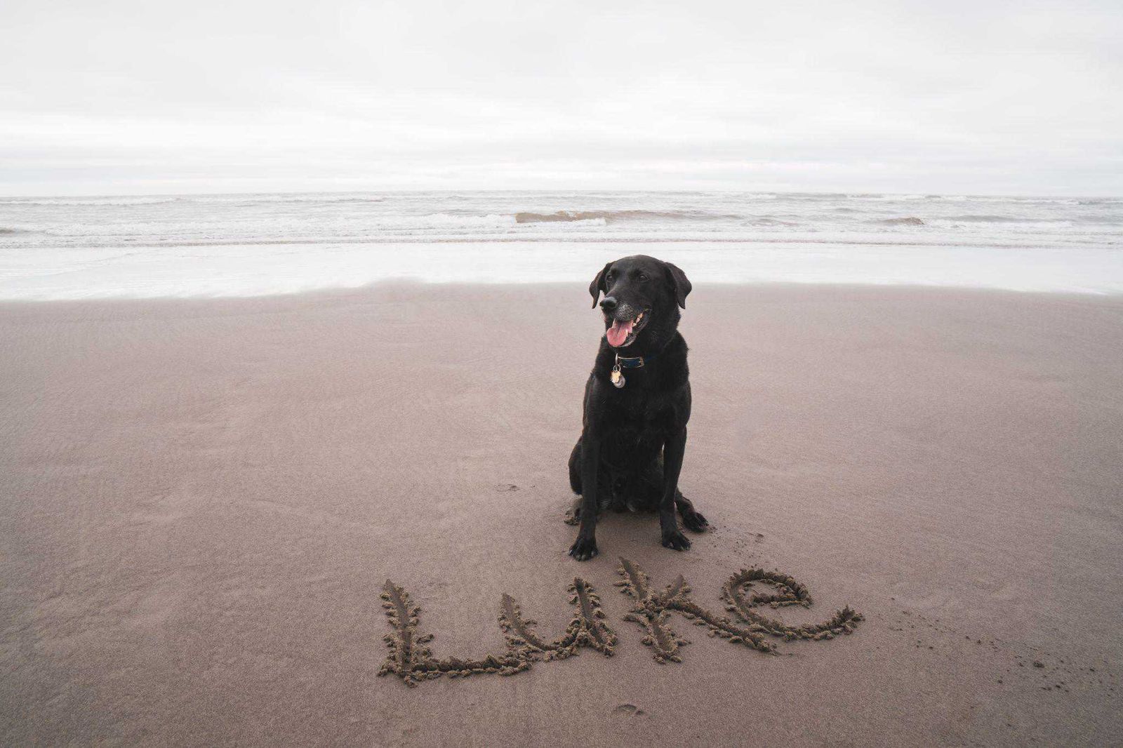 How Do Dogs Know Their Name