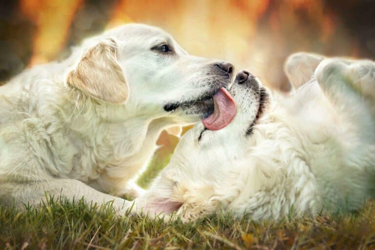 Why Do Dogs Lick Other Dogs Faces