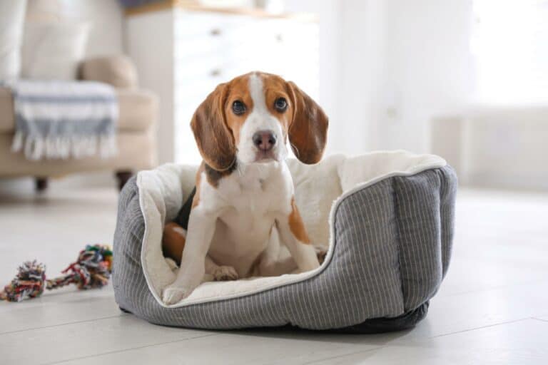 Why Does My Dog Hump His Bed