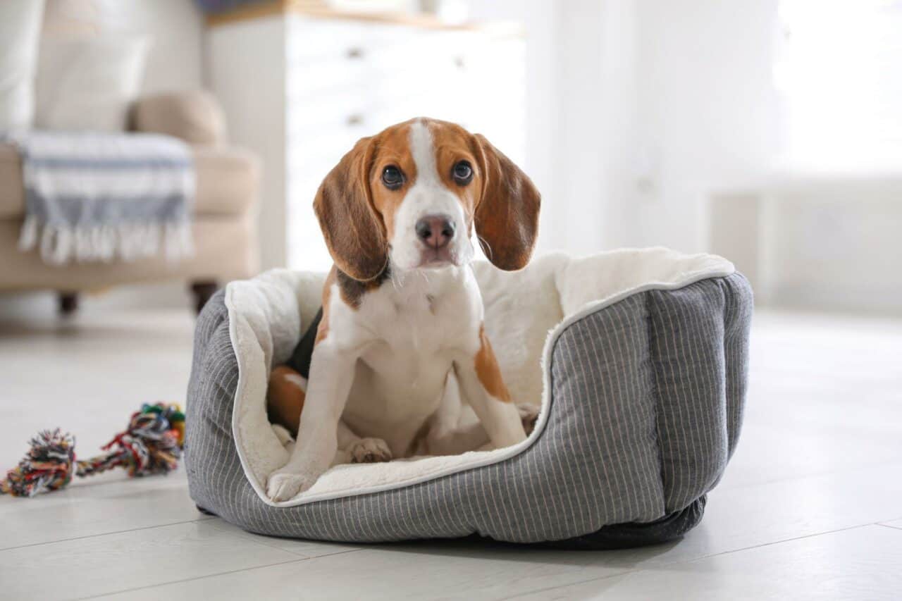 Why Does My Dog Hump His Bed