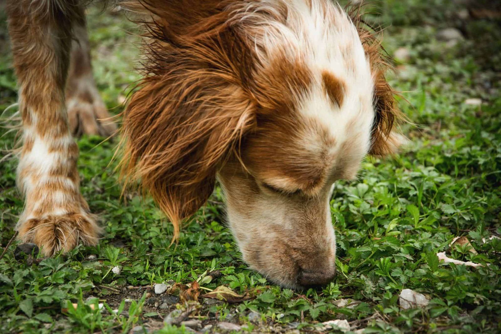 Training A Dog To Track