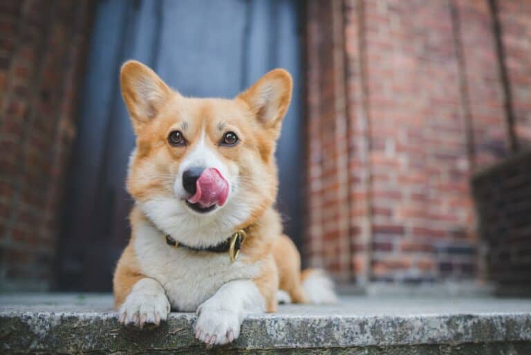 Excessive Licking Of Lips In Dogs