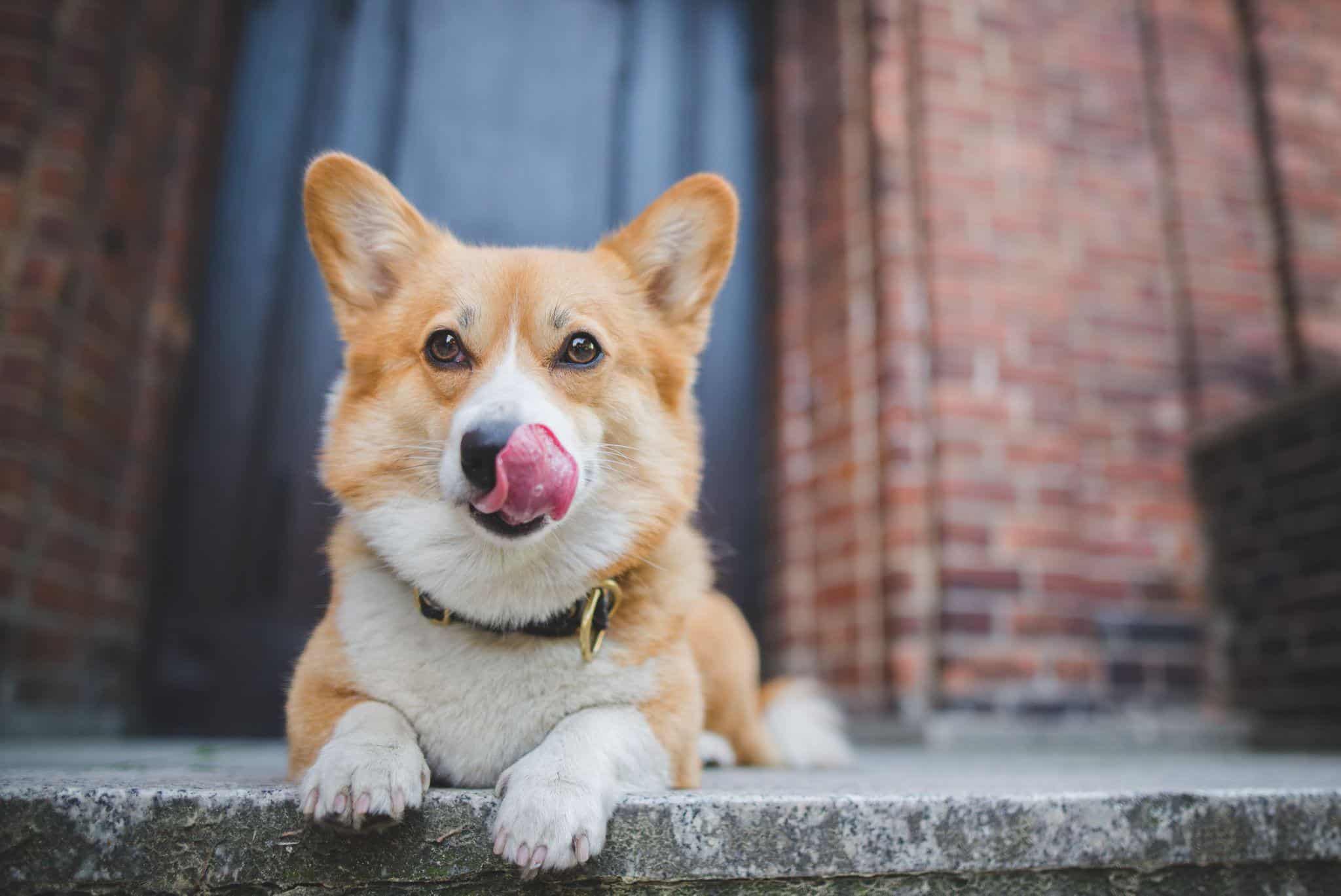 Excessive Licking Of Lips In Dogs
