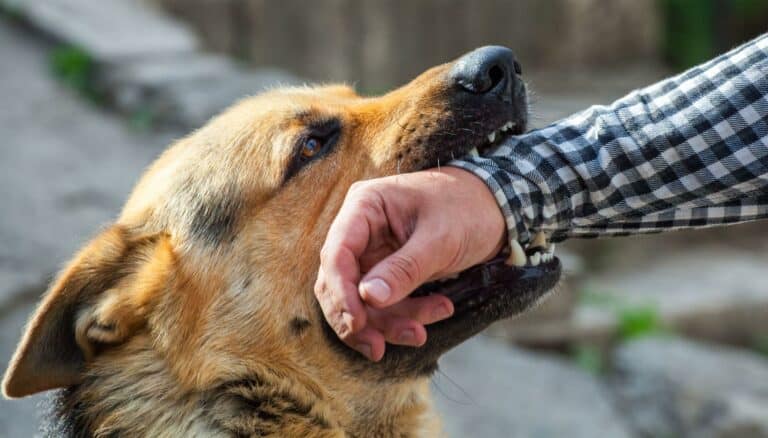 What Is Dog Mouthing Affection