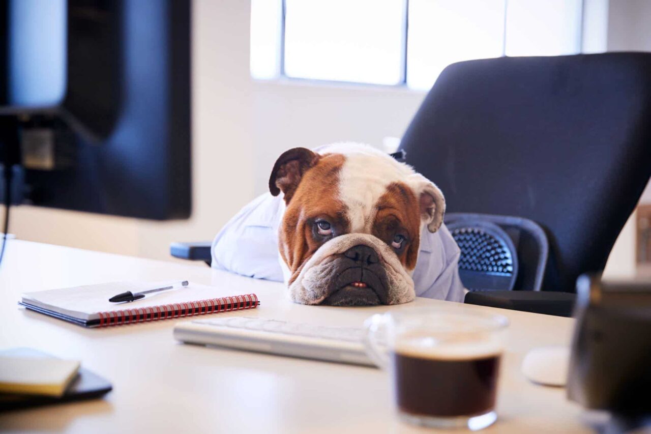 How to Boost Your Dog’s Energy