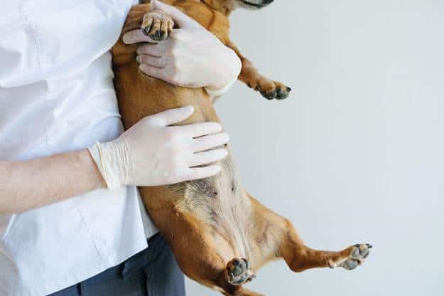 Visit a Vet