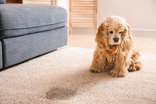 Why Your Puppy Isn't Responding to Potty Training