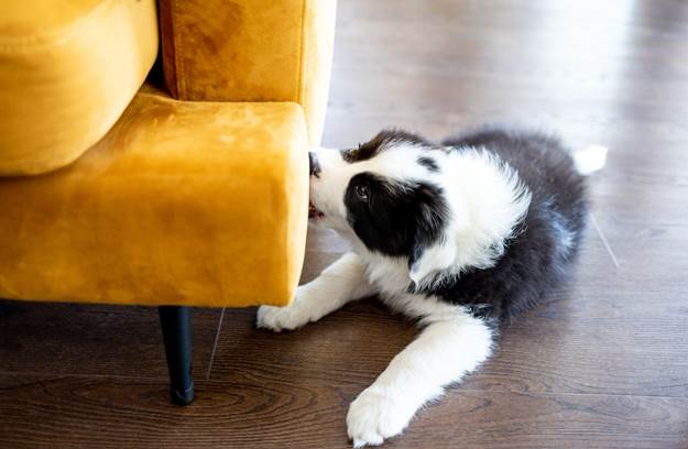 Why Your Dog Licks the Furniture