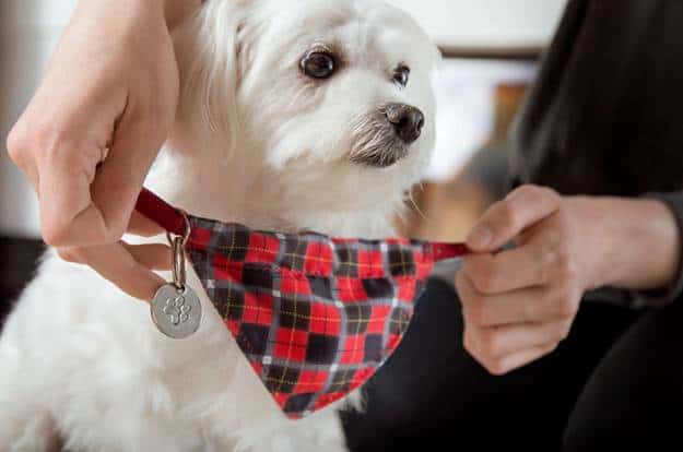 How to Teach Your Dog Their Name
