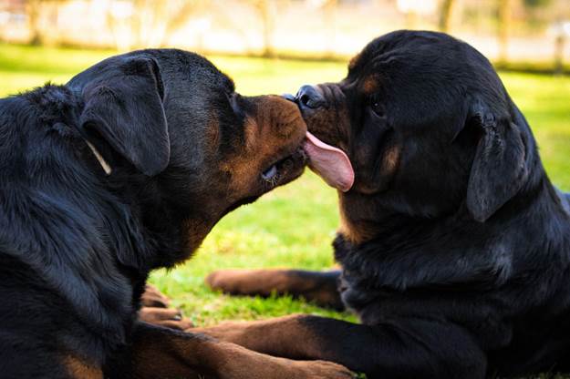 Adult Dogs Lick Other Dogs Faces