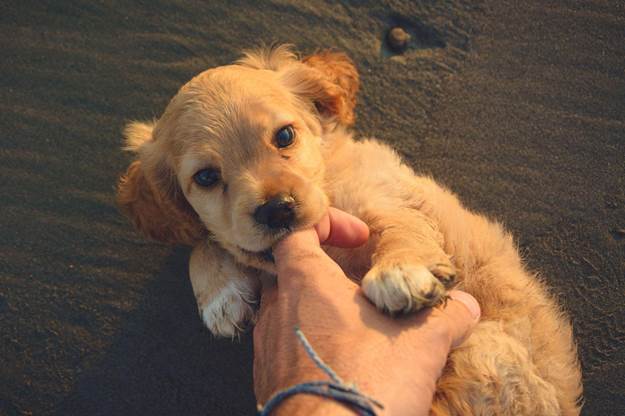 Why Do Puppies Like to Bite When Aroused