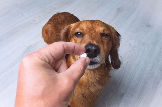 Is it Ever Okay to Give My Dog Human Medication