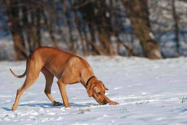 Process of Training a Dog to Track