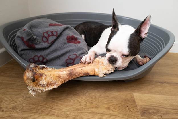 dog eats bone