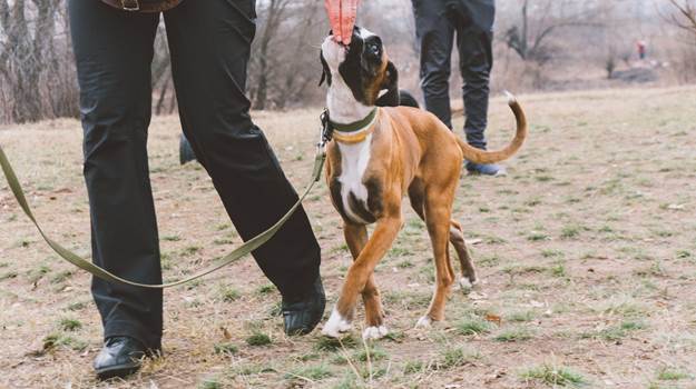 Types of Dog Training Collars