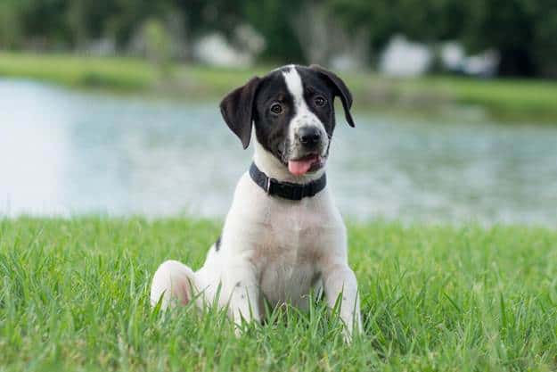 How to Potty Train Your Stubborn Puppy