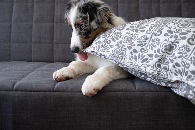 How to Get Your Dog to Stop Licking Furniture