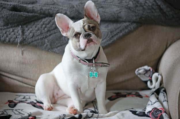 Do Not Negatively Associate Your Dog’s Name