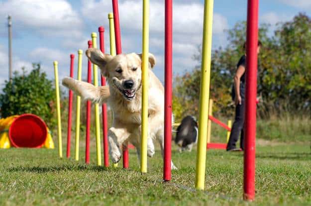 Engage Your Dog's New Skills